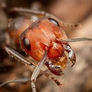 Image result for Amazing Ants