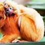 Image result for Human-Like Behavior in Animals