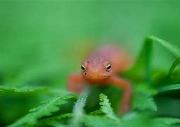 Image result for Red Eft Newt