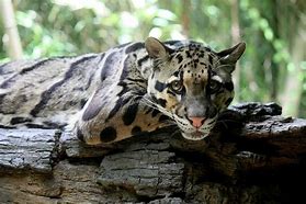 Image result for Borneo Clouded Leopard