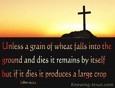 Image result for John 12 24 and Wheat