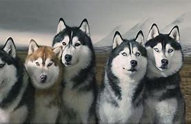 Image result for Husky Dog Background