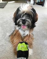 Image result for Shaggy Eared Dog