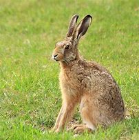 Image result for Picture of Hare Animal