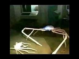 Image result for Japanese Spider Crab Meme