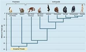 Image result for Primate Genus Chart