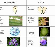 Image result for Dicot Cotyledon