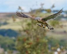 Image result for Kestrel Falconry