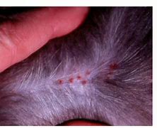 Image result for Feline Skin Disease