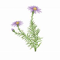 Image result for Aster Leaf