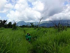 Image result for Mount Nimba Strict Nature Reserve