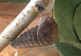 Image result for Caterpillar Tiger Swallowtail Pupa