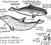 Image result for Largest Porpoise