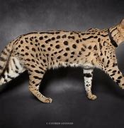 Image result for Big House Cat Savannah