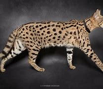 Image result for Serval Cat Grey