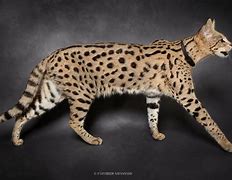 Image result for Rare Serval Cat