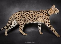 Image result for Serval Cat Figurine