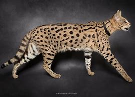 Image result for The Savannah Cat