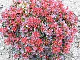 Image result for Berberis