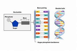 Image result for A Double Helix and a Polymer