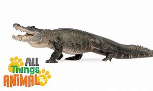 Image result for Alligator