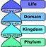 Image result for Taxonomy Classification Chart