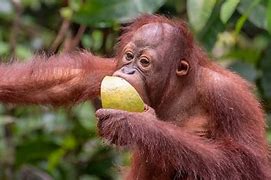 Image result for Orangutan Fruit