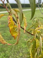 Image result for Peach Tree Blight