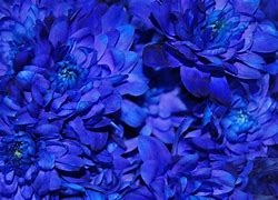 Image result for Natural Blue Flowers