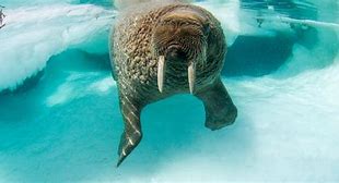 Image result for Walrus Rhyme