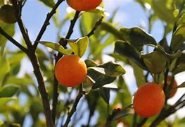 Image result for Maryland Tree Kumquat