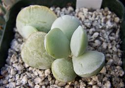 Image result for Adromischus Cactus