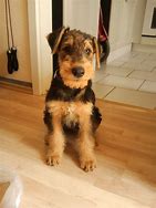 Image result for Jack Terry Dog