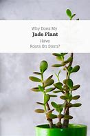 Image result for Jade Plant Roots