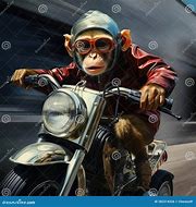 Image result for Monkey Riding Motorcycle