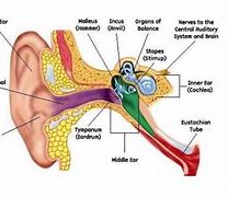 Image result for Pricualar Sinus Ear