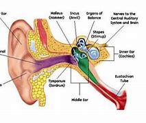 Image result for Sinus and Ear Pressure