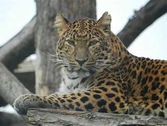 Image result for North Chinese Leopard Roar