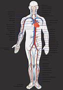 Image result for Circulatory System Labeled