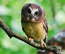 Image result for owl nest box dimensions