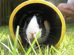 Image result for Rabbit with Toy