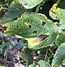 Image result for Septoria Leaf Spot