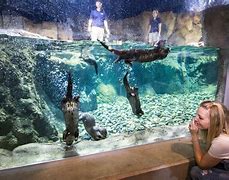 Image result for Arkansas Aquarium