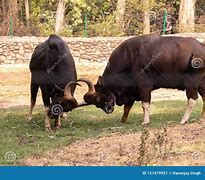 Image result for Gaur vs Bison