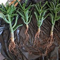 Image result for Jade Plant Roots