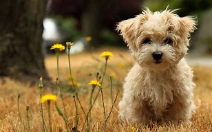 Image result for Cute Adoptable Dogs