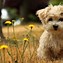 Image result for Very Cute Doggos