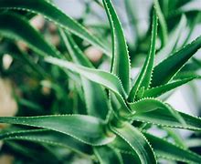 Image result for Mini Aloe Vera Plant