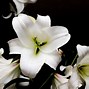 Image result for Stargazer Lily Black and White