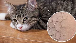 Image result for Cat Skin Diseases Infections